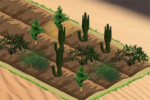 沙漠绿化植树造林