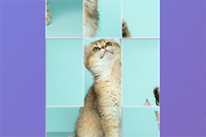 Ư����Ƭƴͼ